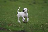 DOGUE ARGENTIN 251